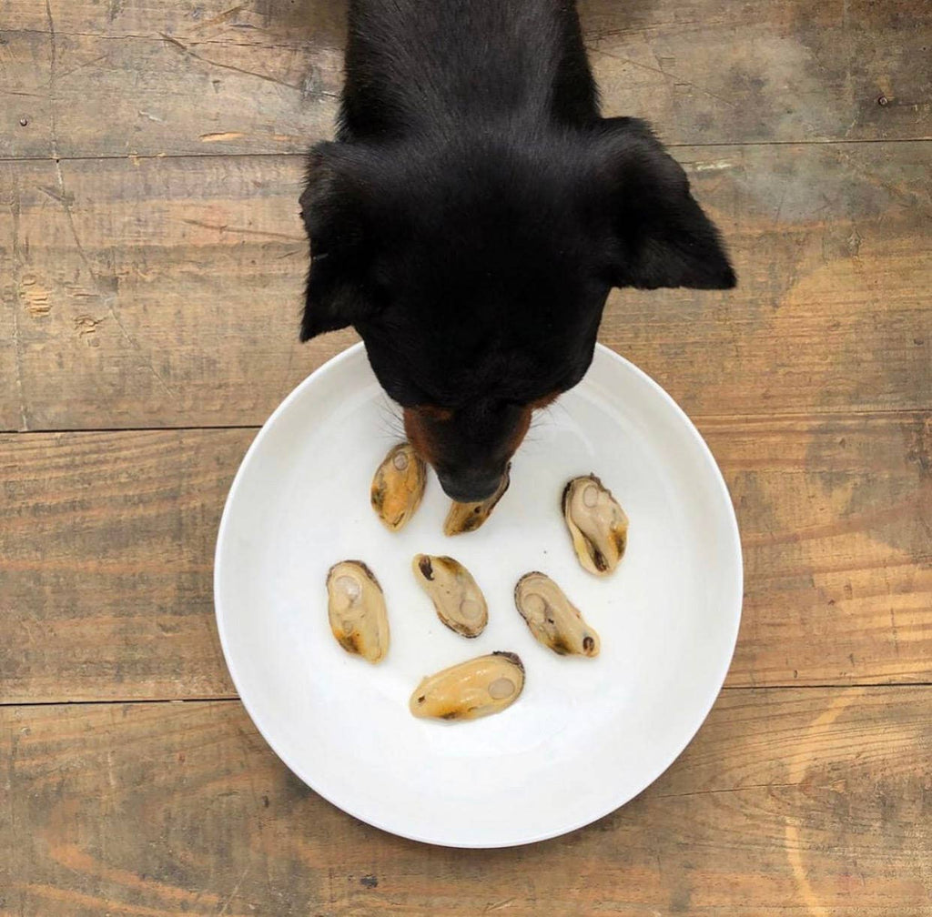 Canumi Wet Dog Food - Green-Lipped Mussel - Natural Joint Support