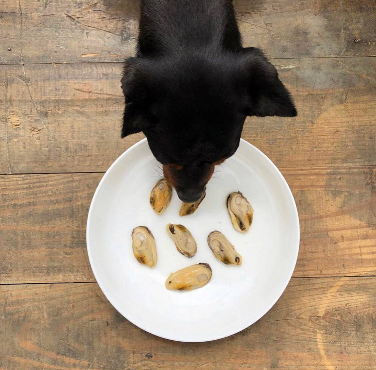 Canumi Wet Dog Food - Green-Lipped Mussel - Natural Joint Support