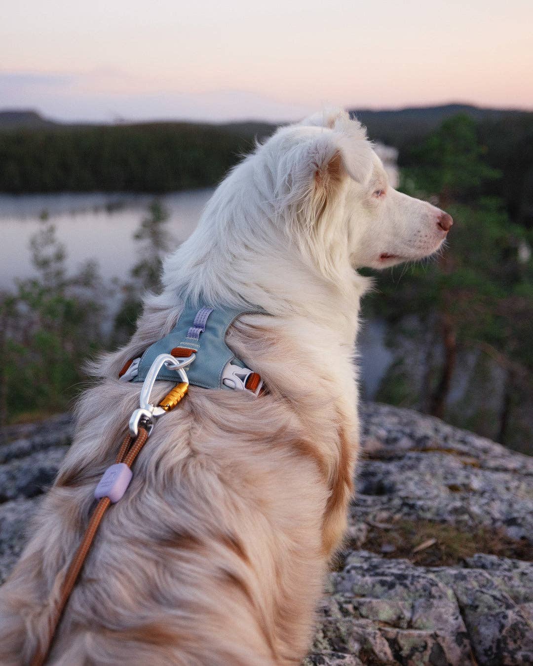 Woolly Wolf – Alpha 360 Harness – Recycled RPET