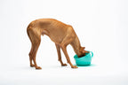 United Pets – CUP – Anti-Splash Tall Dog Bowl