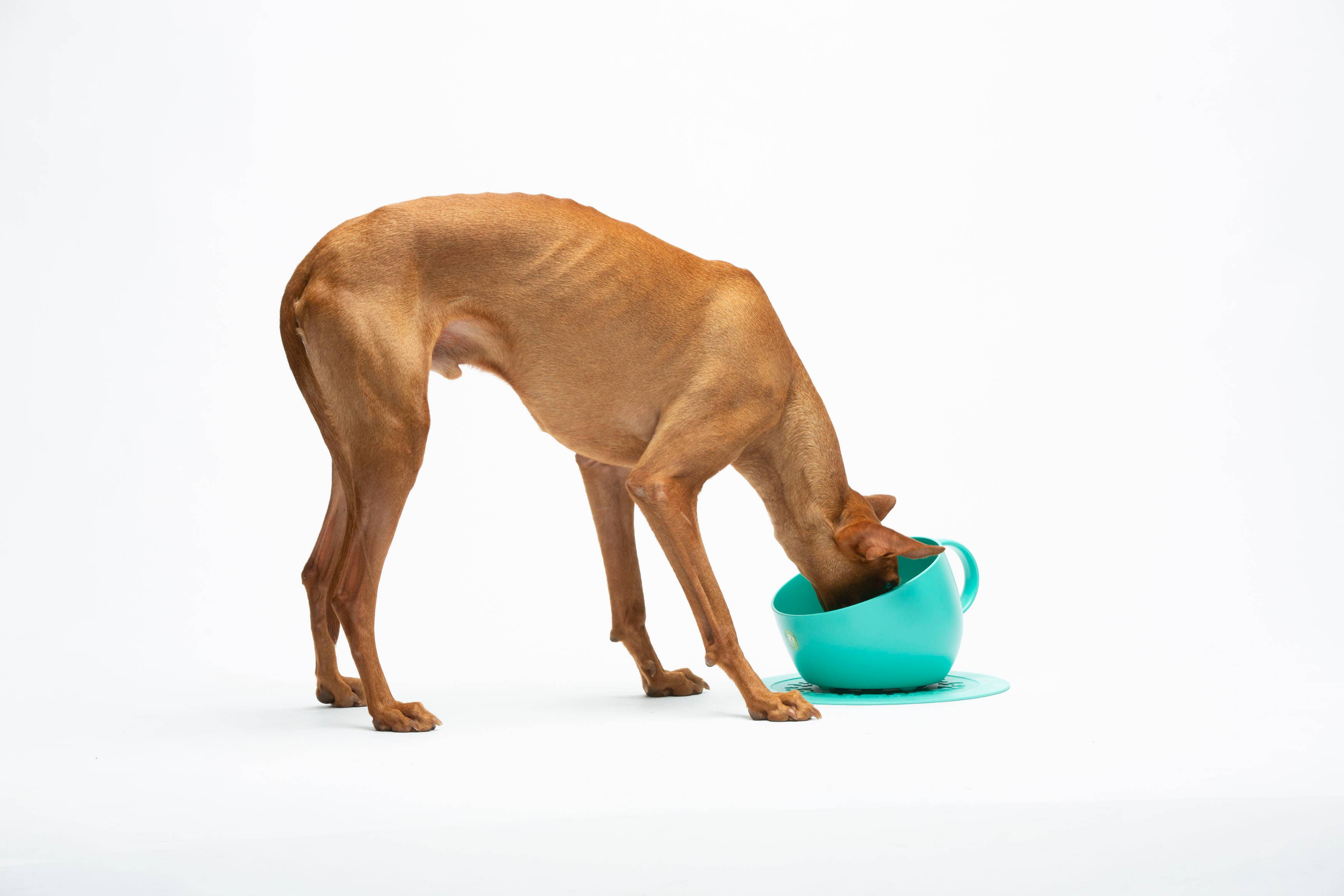 United Pets – CUP – Anti-Splash Tall Dog Bowl