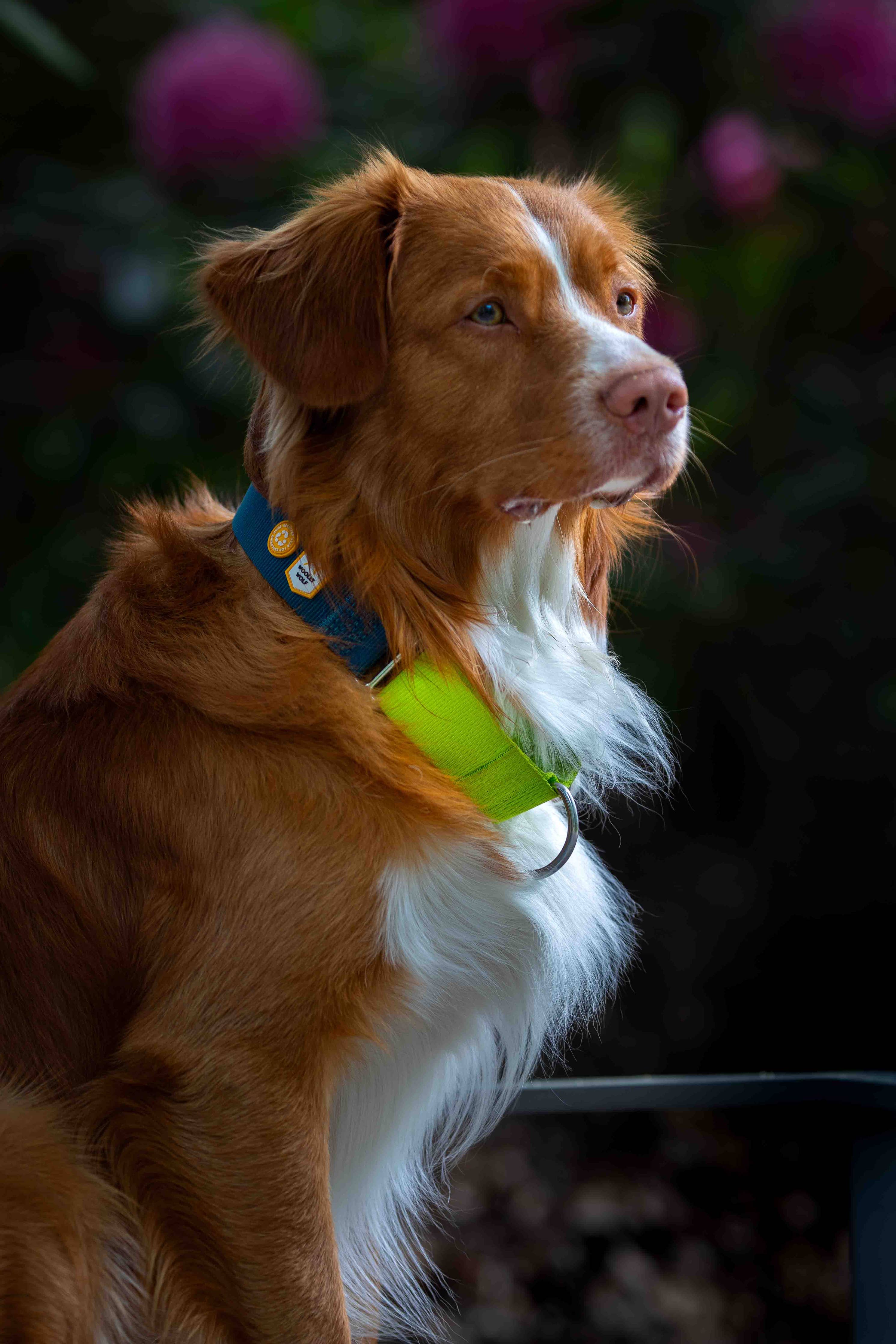 Woolly Wolf – Collar Martingale Colour Block Deep Teal – RPET