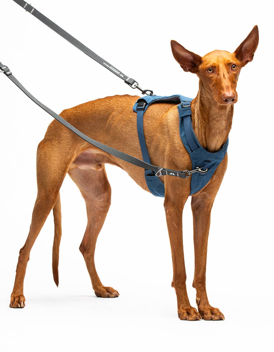 United Pets – Citylife H-Harness Jeans – Padded Comfort