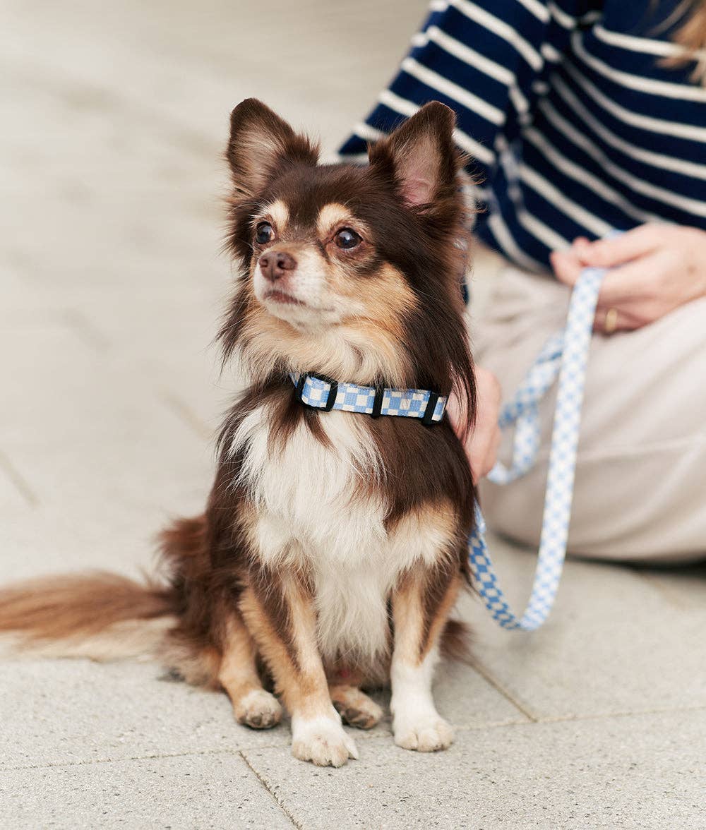 CAFIDE – Juno Leash – Recycled PET