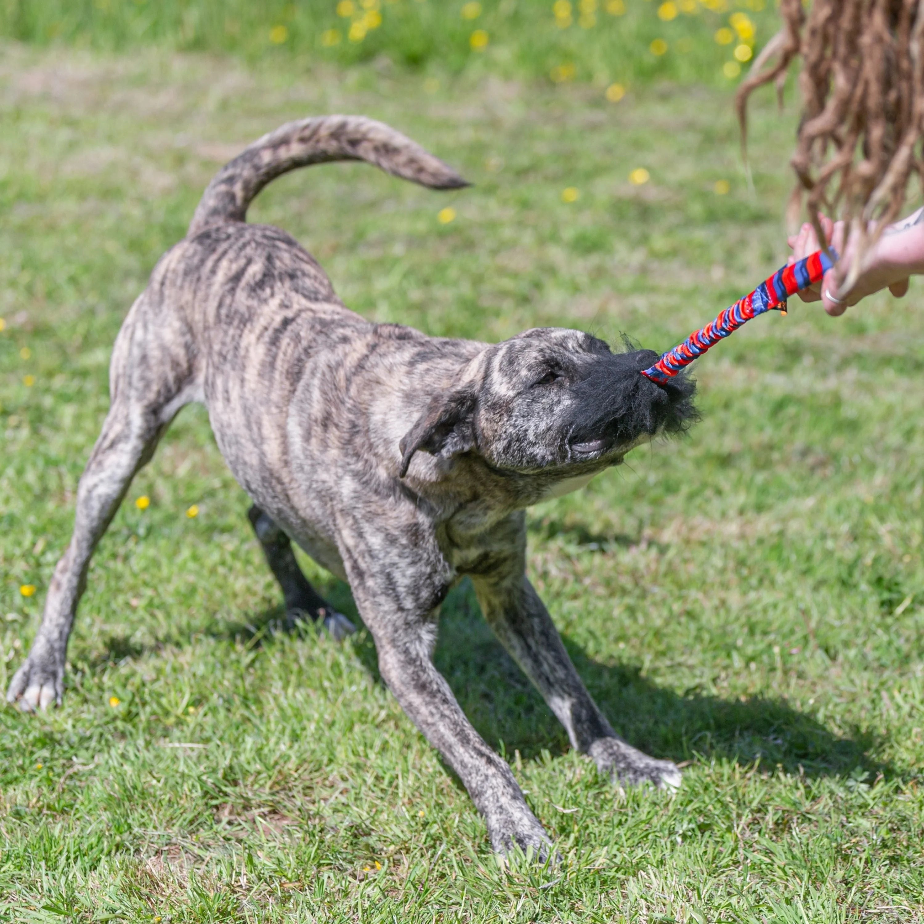 Tug-e-Nuff – WondaBaa Sheepskin Bungee Tug
