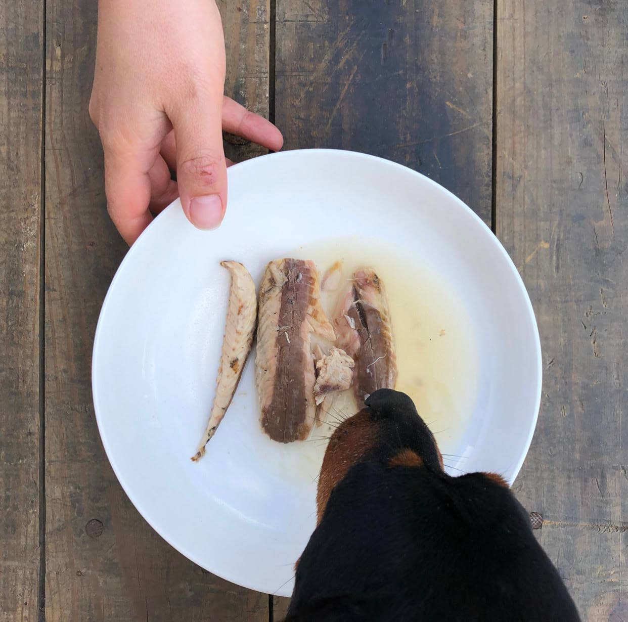 Canumi Wet Dog Food - Wild Atlantic Mackerel Fillets - Adult Dogs
