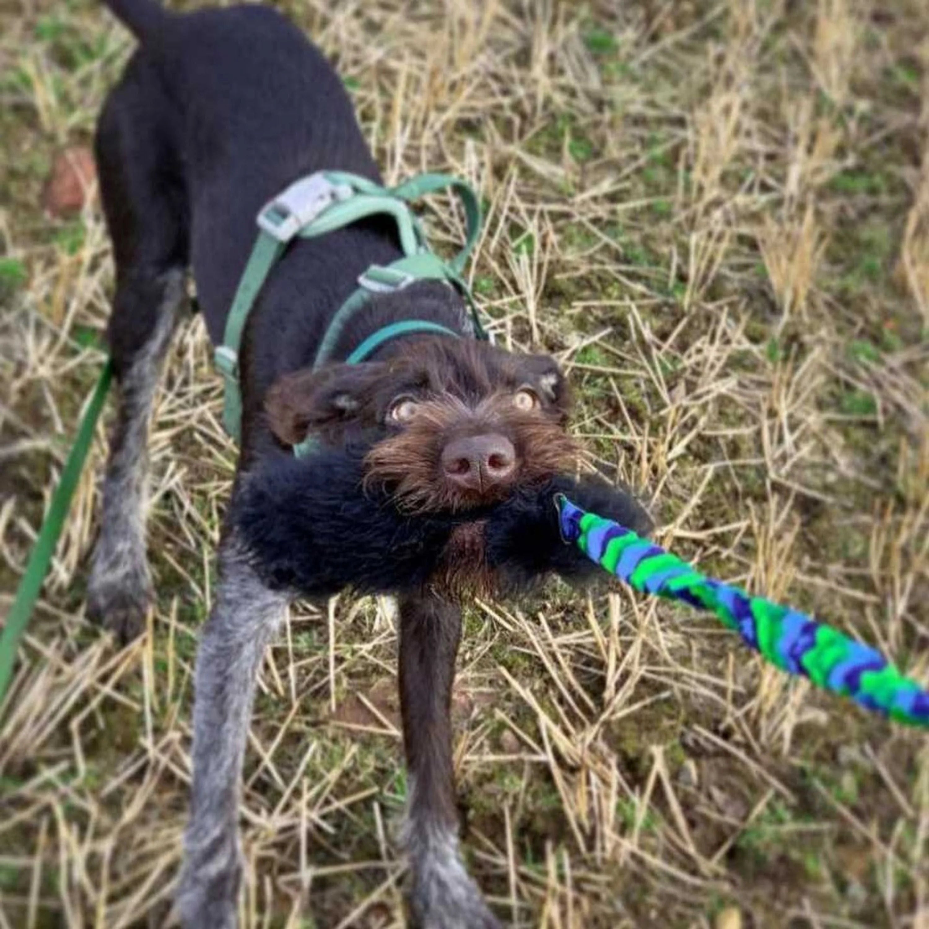 Tug-e-Nuff – WondaBaa Sheepskin Bungee Tug