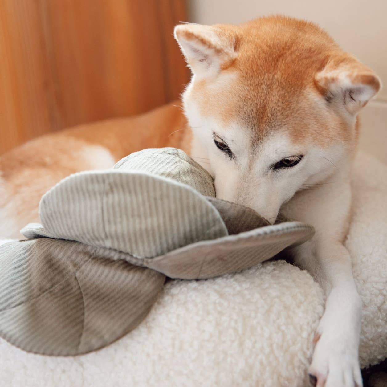 Lambwolf – Cabbage – Enrichment Dog Toy