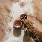 Pino – Cuenco Clásico para Perros – Ultra-durable Arenisca & Hipoalergénico