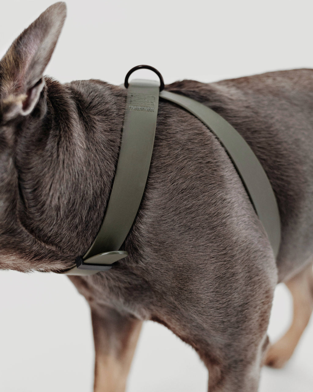 Lambwolf – Otto Harness – Waterproof