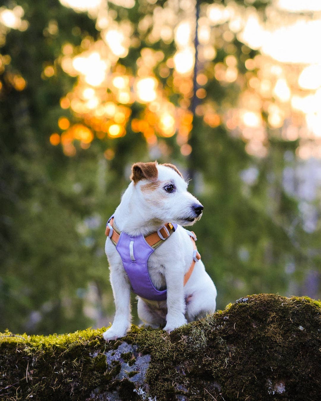 Woolly Wolf – Alpha 360 Harness – Recycled RPET