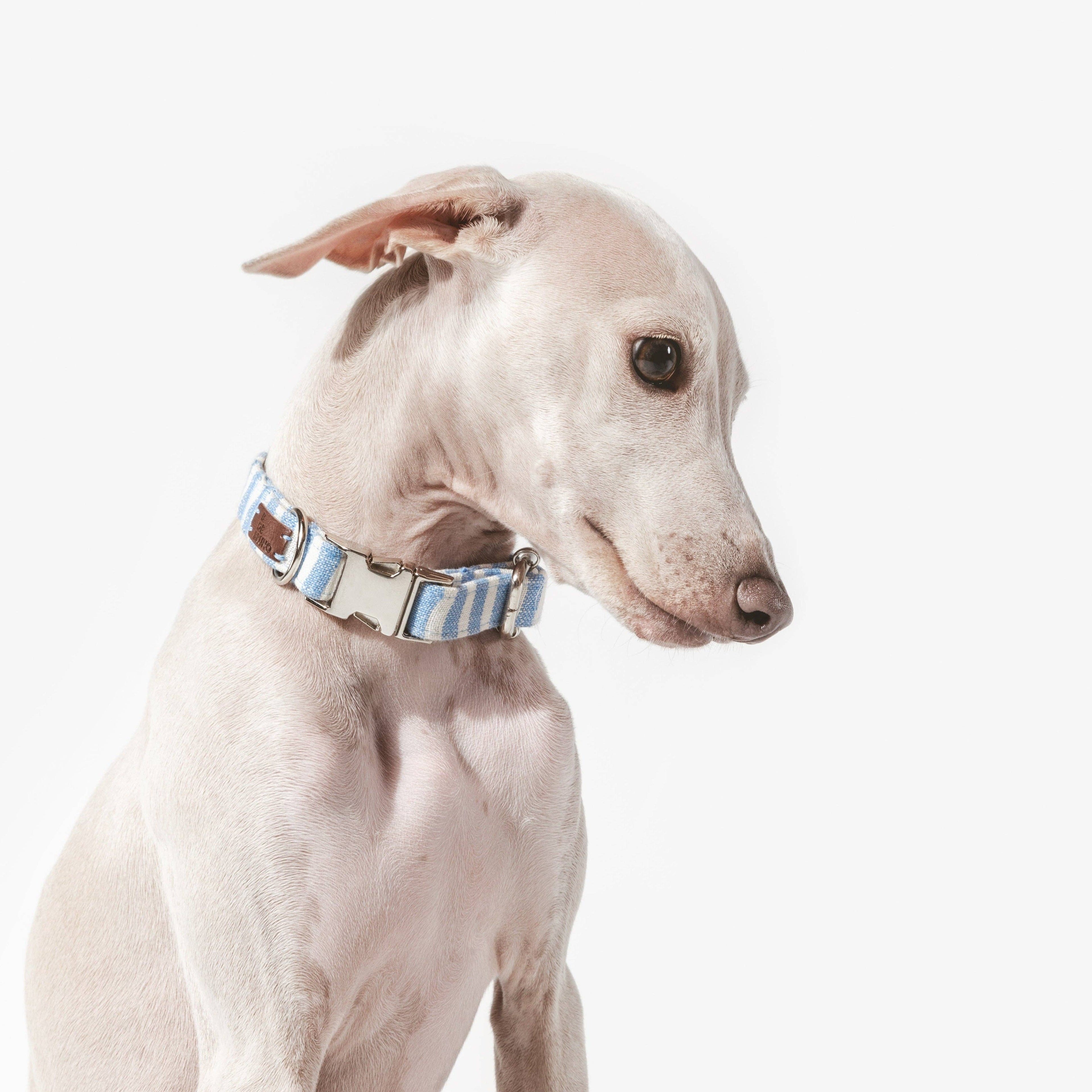 B de Bruno – Levante Click Collar – Quick Release