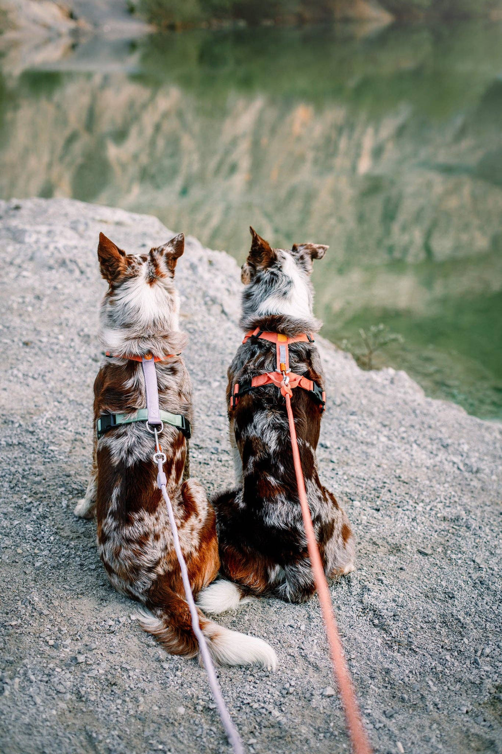 Woolly Wolf – Colour Block Harness – Recycled RPET