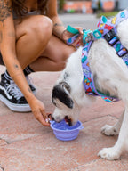 Dukier – Cuenco de Agua Plegable Amarillo – 350 ml