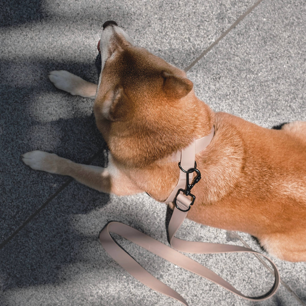 Lambwolf – Otto Harness – Waterproof