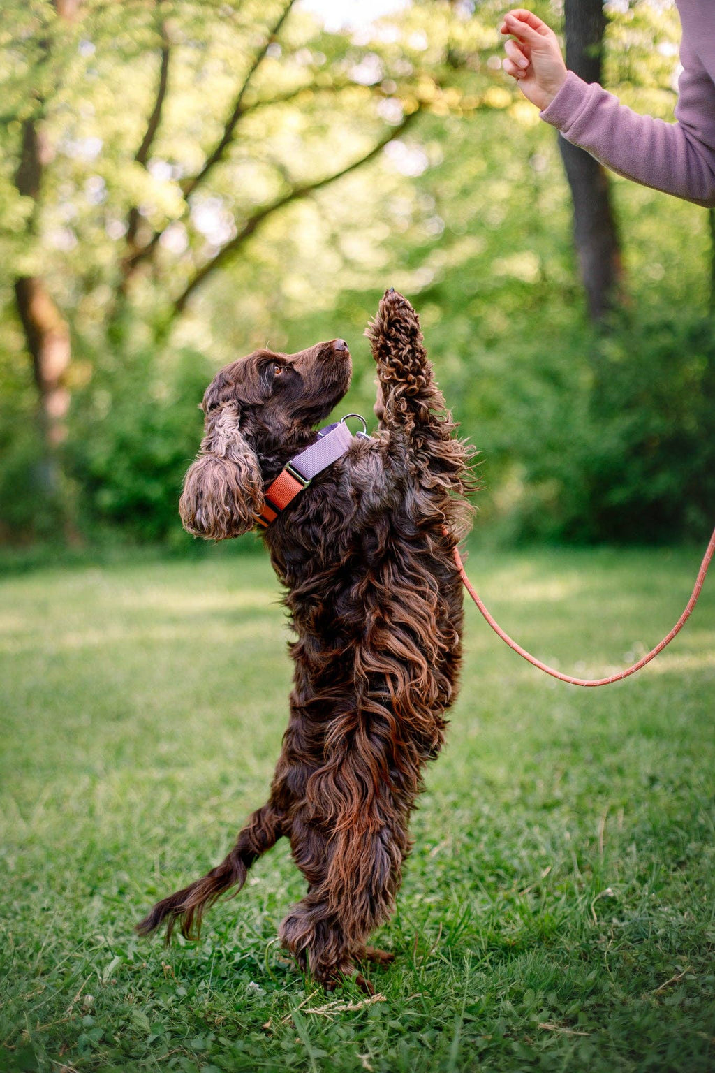 Woolly Wolf – Collar Martingale Colour Block Salmon – RPET