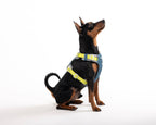 Woolly Wolf – Alpha 360 Harness – Recycled RPET