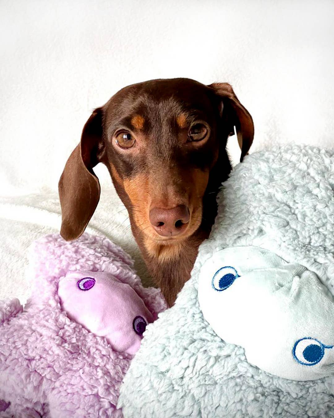 United Pets – Nocciolino – Anti Stress Plush Dog Toy With Essential Oils
