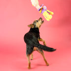 The Furryfolks – OstriKraken – Juguete Interactivo