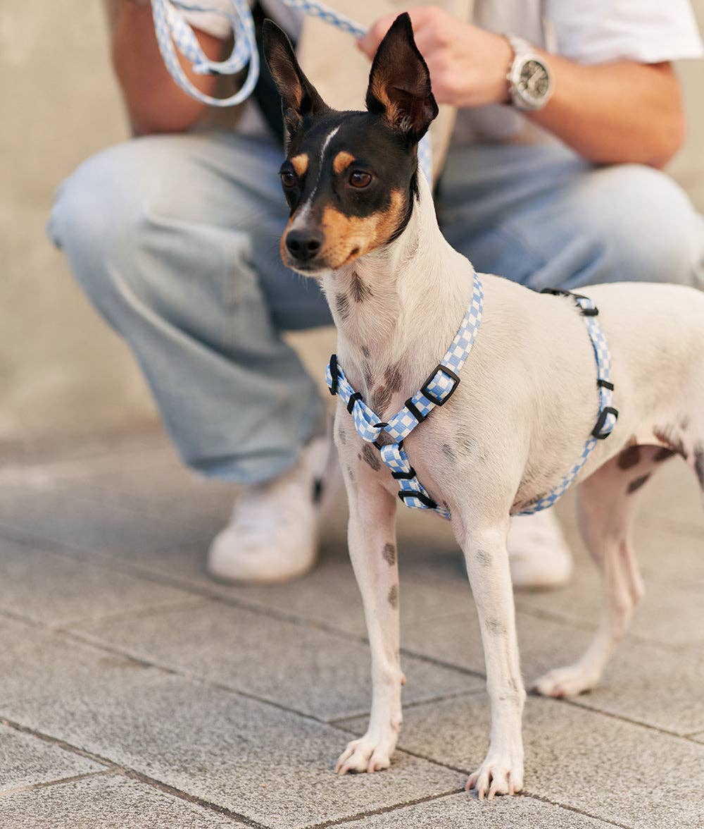 CAFIDE – Juno Harness – Recycled PET