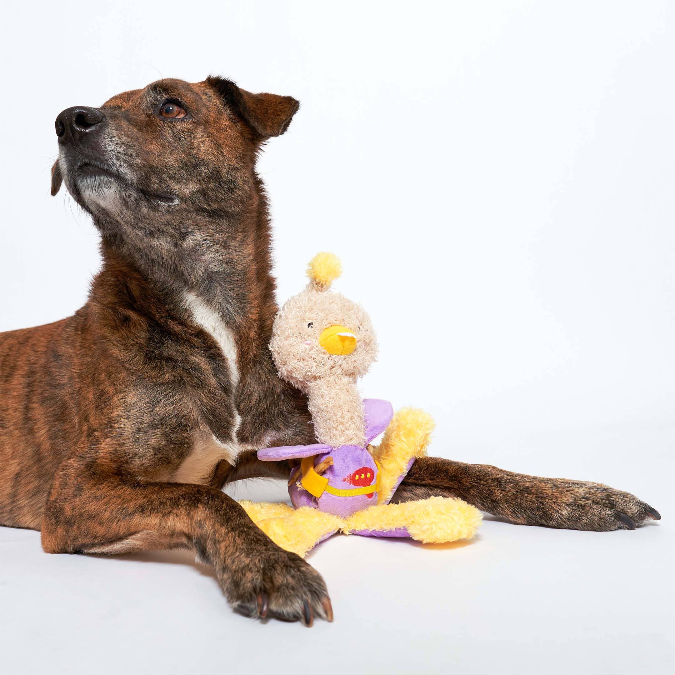 The Furryfolks – OstriKraken – Juguete Interactivo