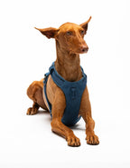 United Pets – Citylife H-Harness Jeans – Padded Comfort