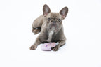 United Pets – Fancy – Anti Stress Plush Dog Toy With Essential Oils