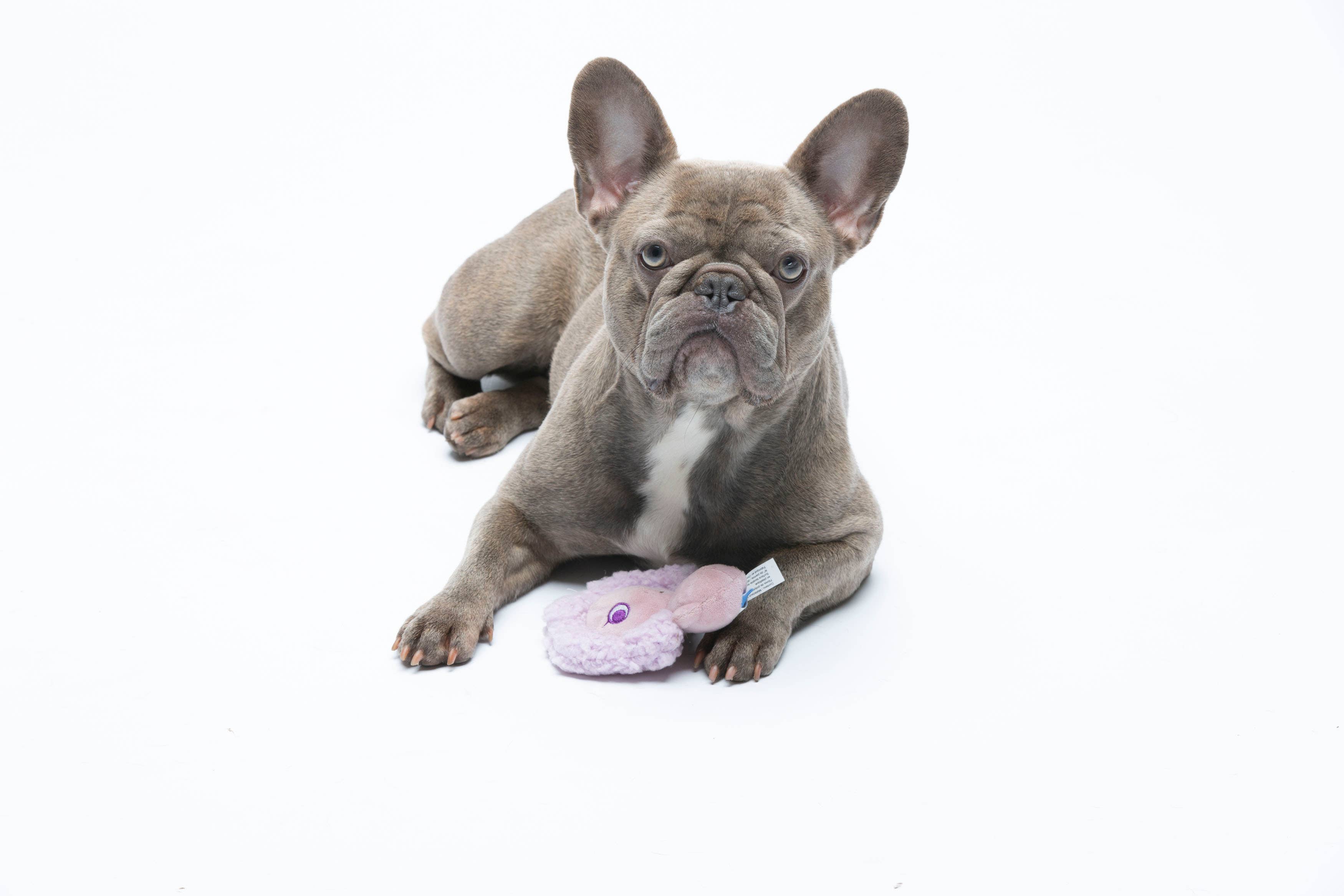 United Pets – Fancy – Anti Stress Plush Dog Toy With Essential Oils