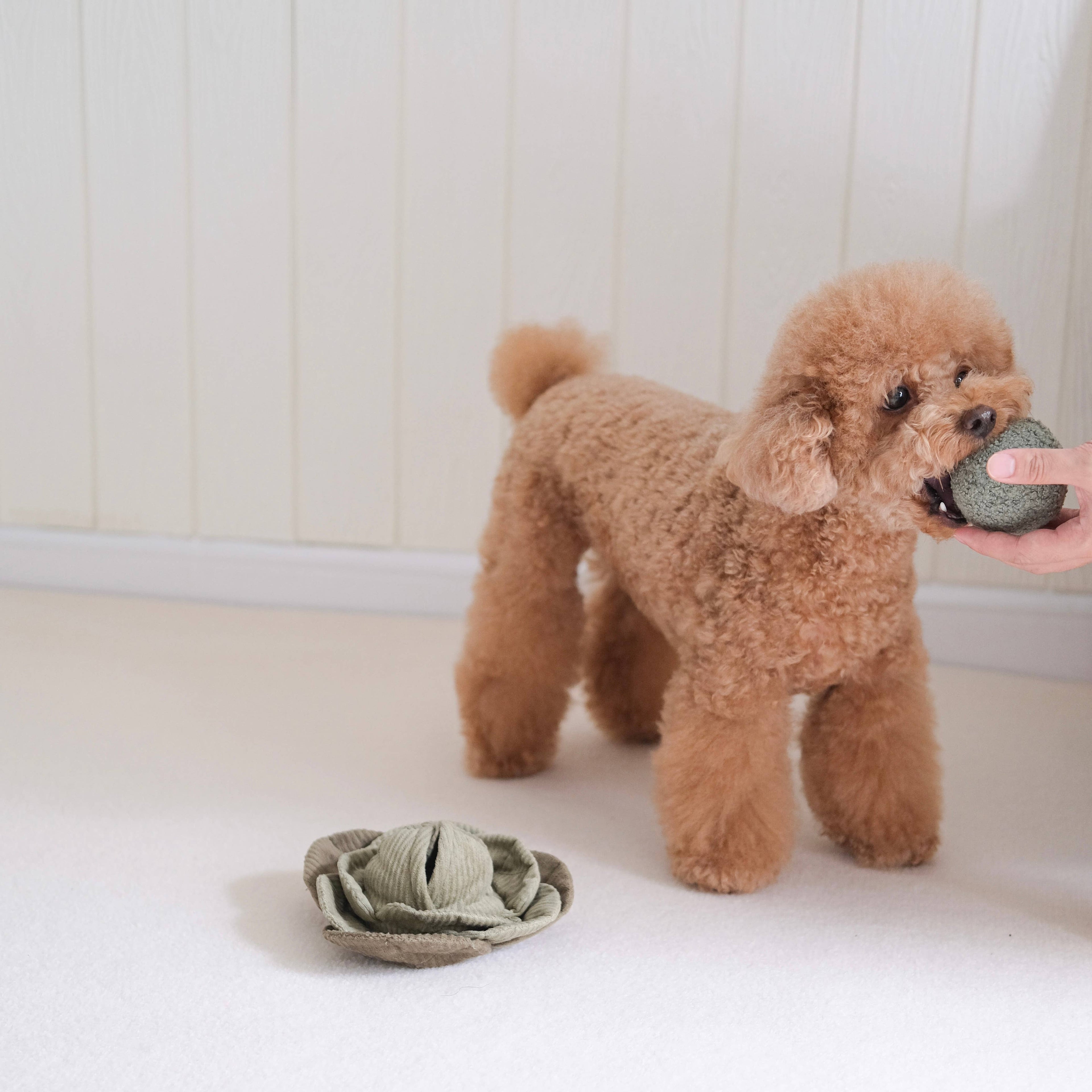 Lambwolf – Cabbage – Enrichment Dog Toy
