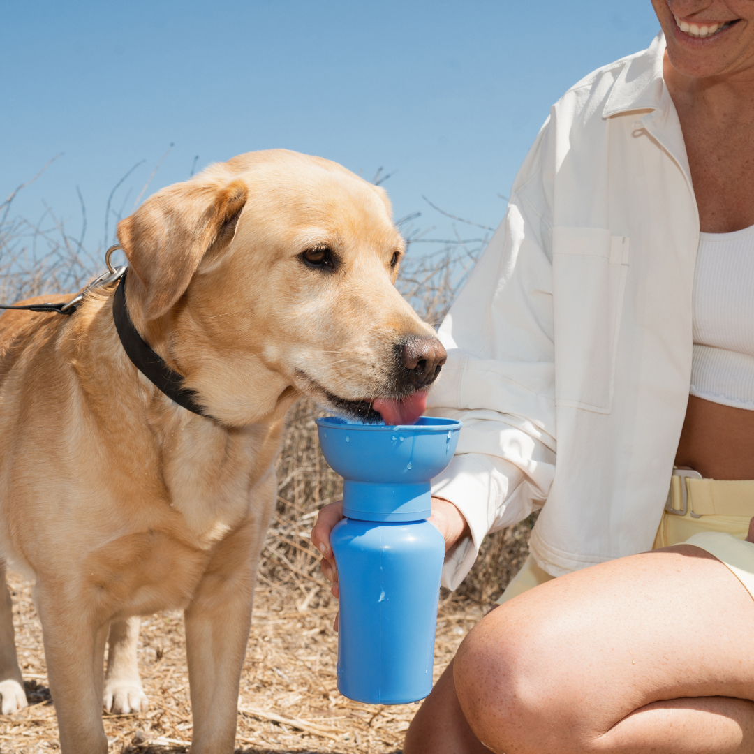 Springland – Flip Blueberry – Portable Travel Bottle 590ML