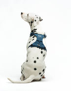 United Pets – Citylife H-Harness Jeans – Padded Comfort