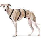 Hunter - Three Point Harness Black