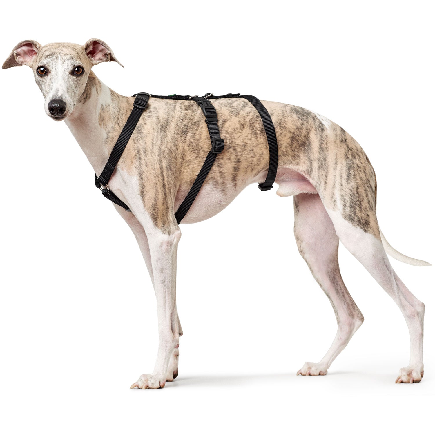 Hunter - Three Point Harness Black