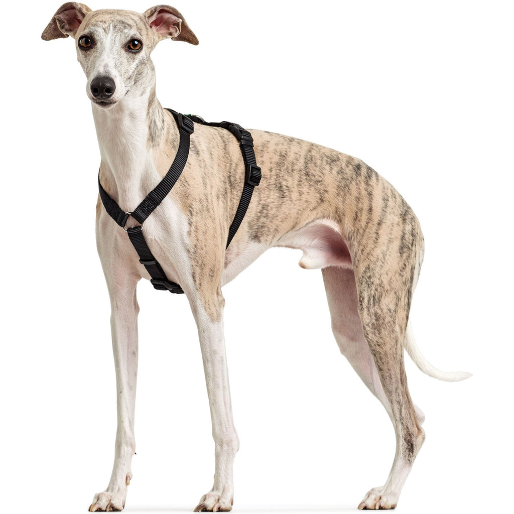 Hunter - Three Point Harness Red