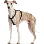 Hunter - Three Point Harness Red