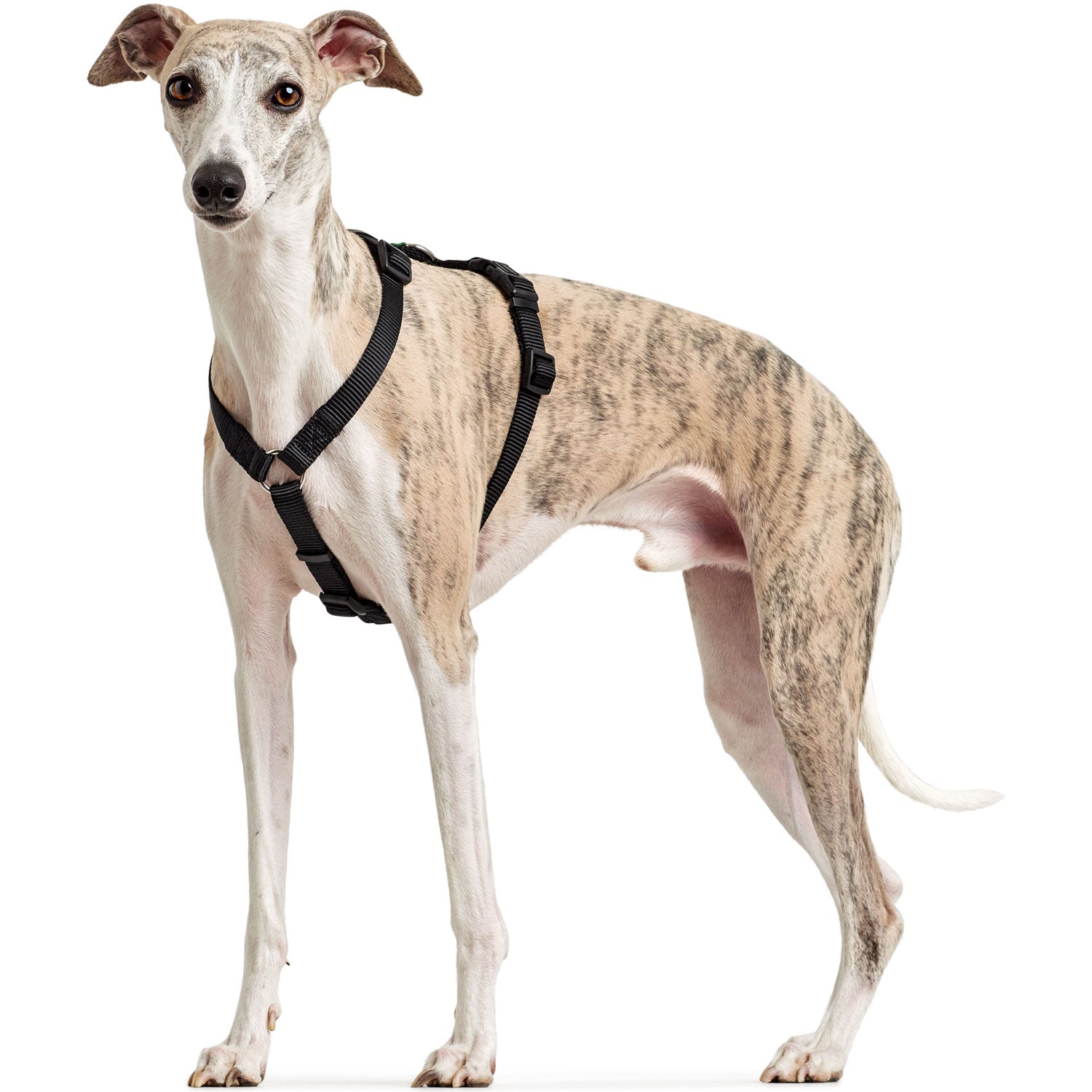 Hunter - Three Point Harness Black