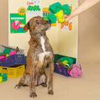 The Furryfolks – Broccoli Nose – Dog Interactive Nosework Toy