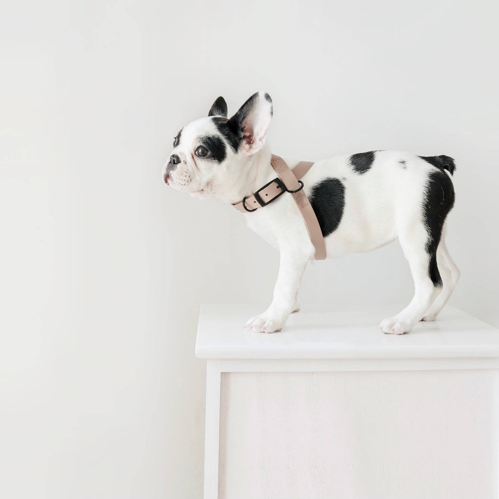 Lambwolf – Otto Harness – Waterproof