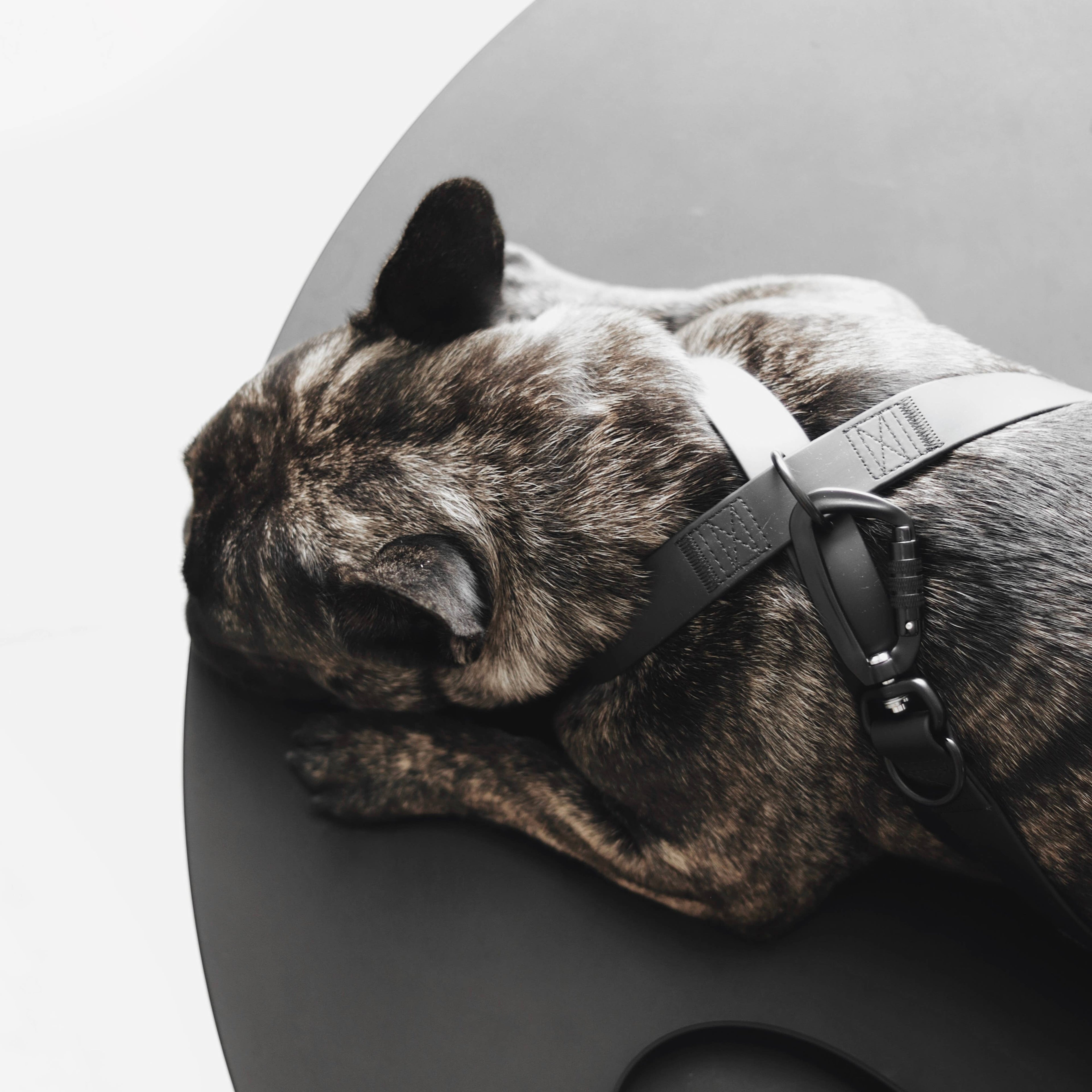 Lambwolf – Otto Harness – Waterproof
