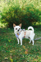 Woolly Wolf – Alpha 360 Harness – Recycled RPET