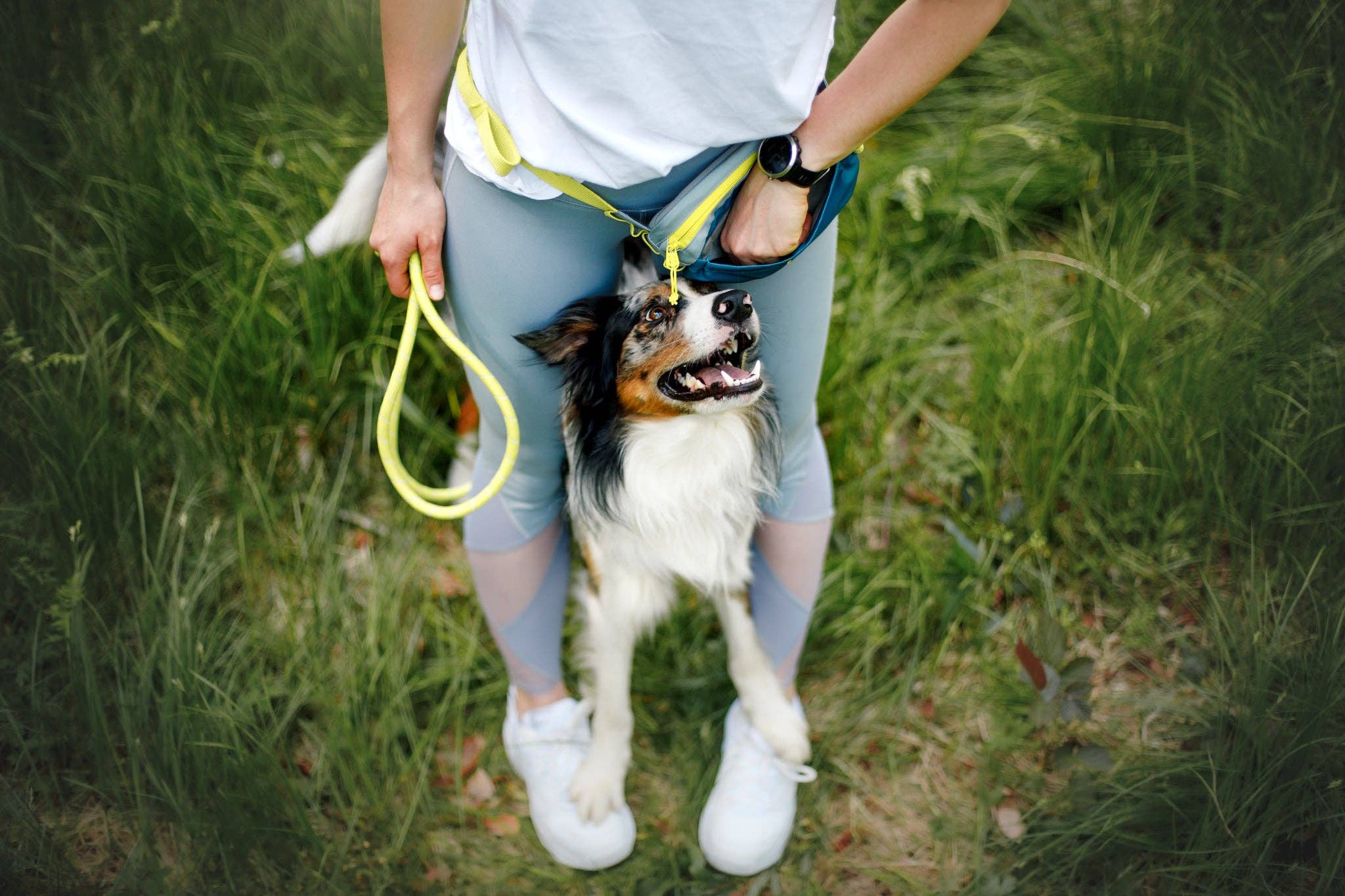 Woolly Wolf - Alpha 360 Hip Pack Deep Teal Recycled (RPET)