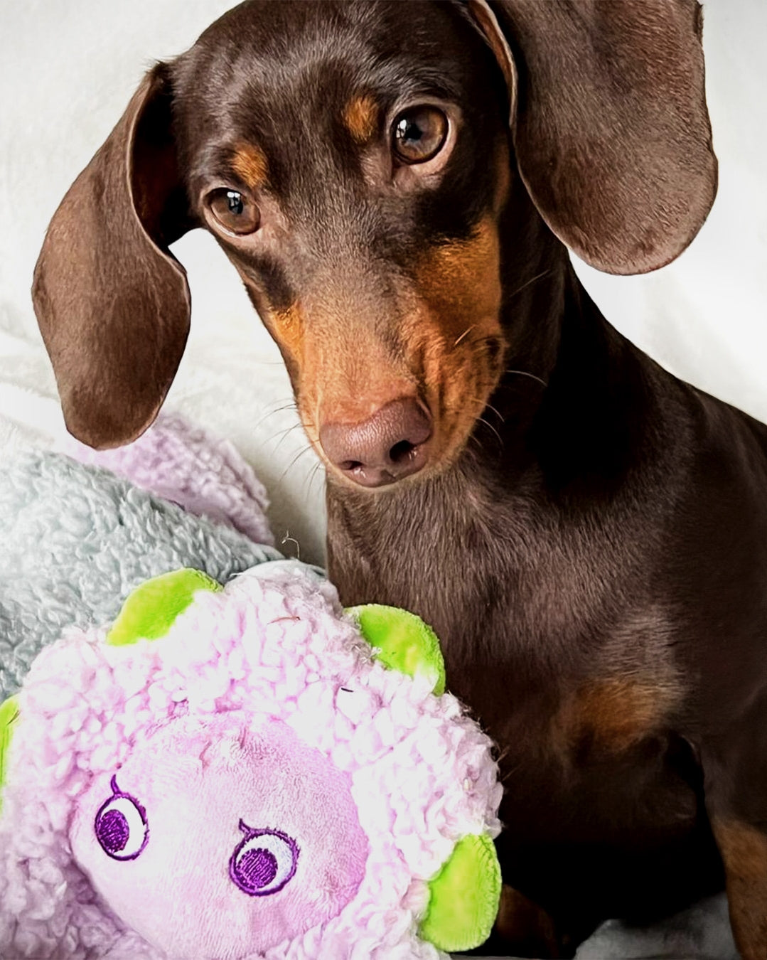 United Pets – Gascetto – Juguete Para Perros De Peluche Antiestrés Con Aceites Esenciales