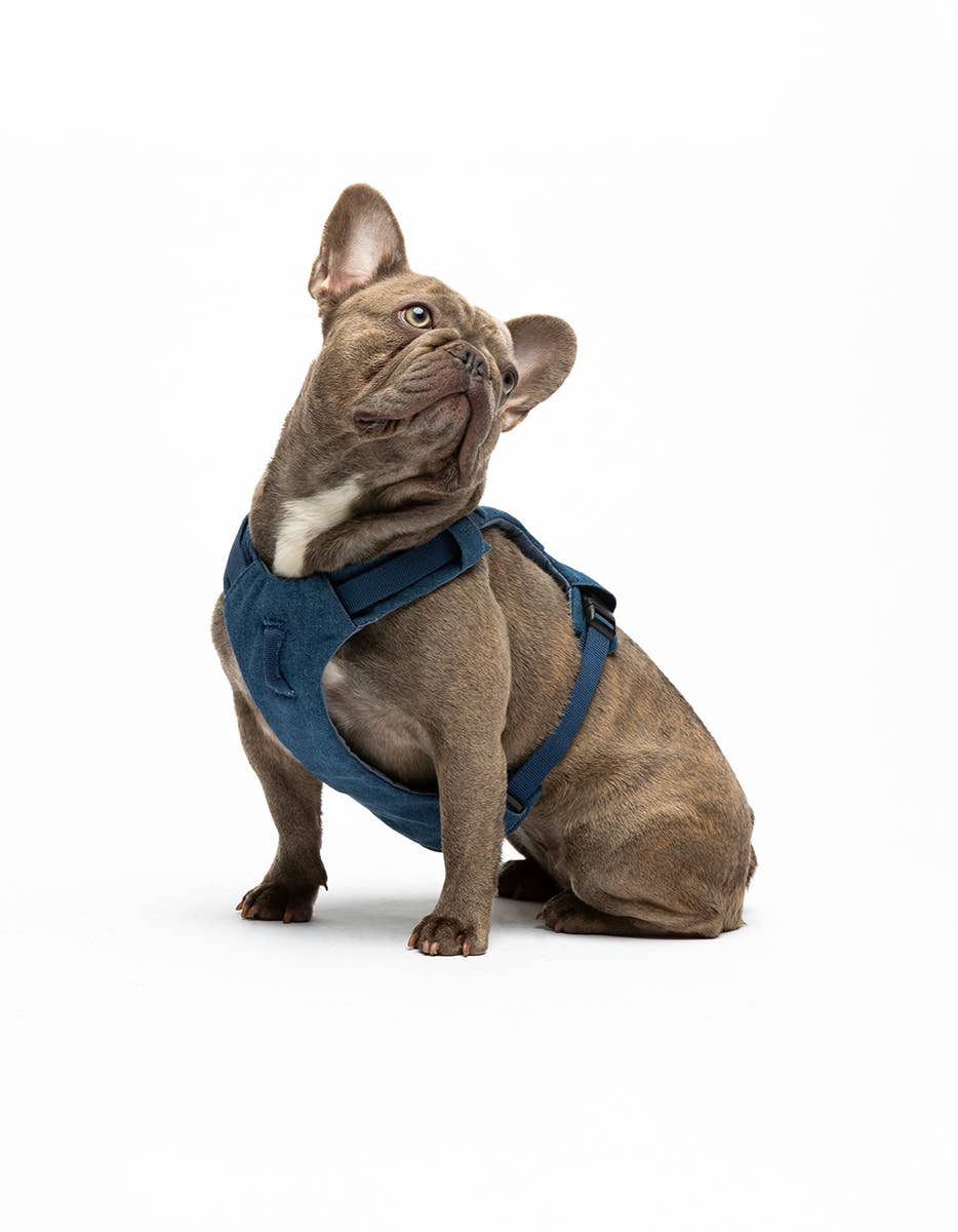 United Pets – Citylife H-Harness Jeans – Padded Comfort