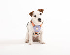 Woolly Wolf – Colour Block Harness – Recycled RPET
