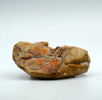 Canumi Wet Dog Food - Monkfish Liver Delicacy - Adult Dogs