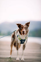 Woolly Wolf – Alpha 360 Harness – Recycled RPET