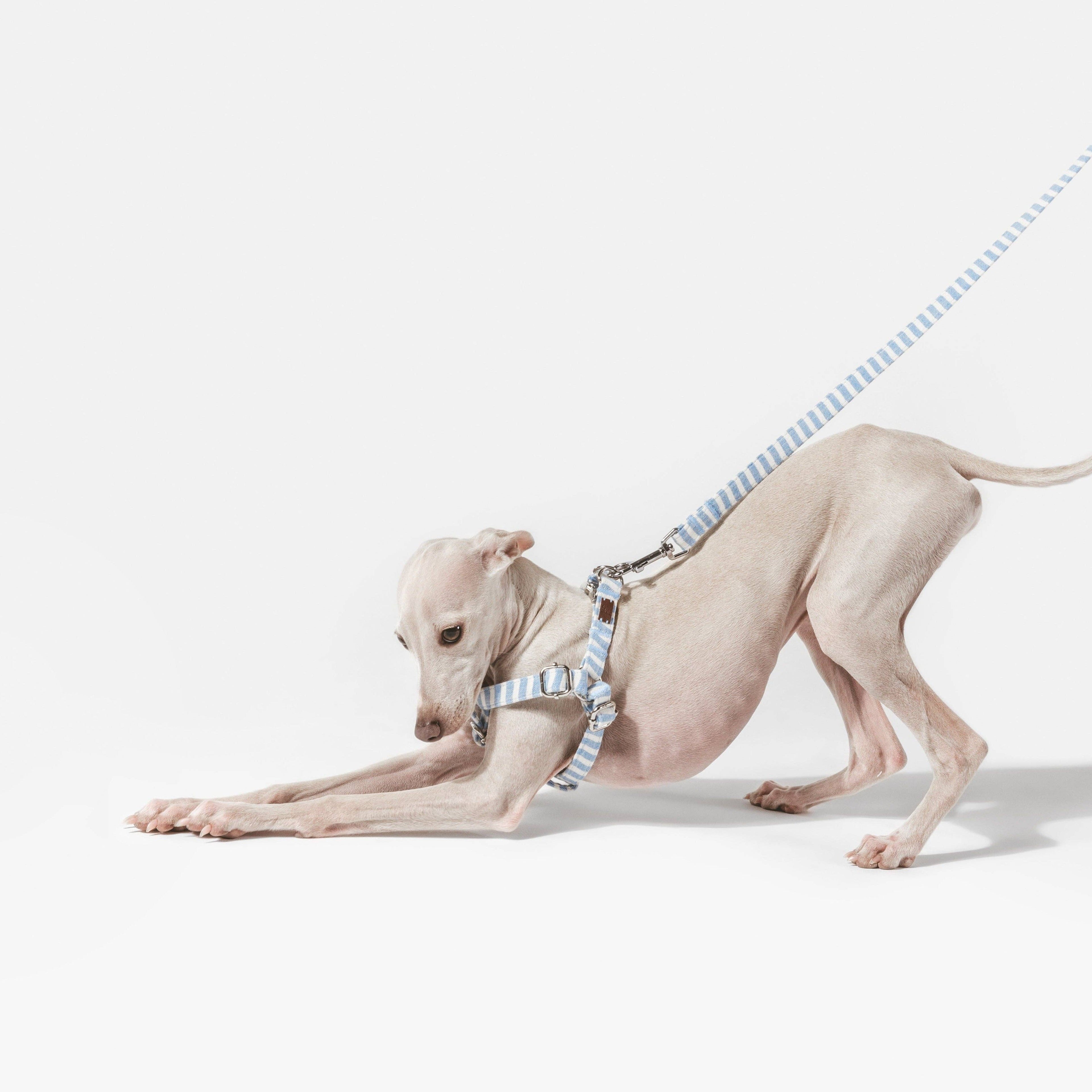 B de Bruno – Levante Harness