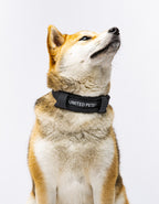 United Pets – Citylife Collar Anthracite Grey – Eco-Friendly