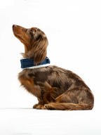 United Pets – Citylife Collar Jeans Plush – Eco-Friendly