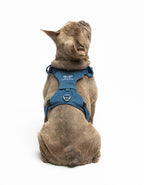 United Pets – Citylife H-Harness Jeans – Padded Comfort